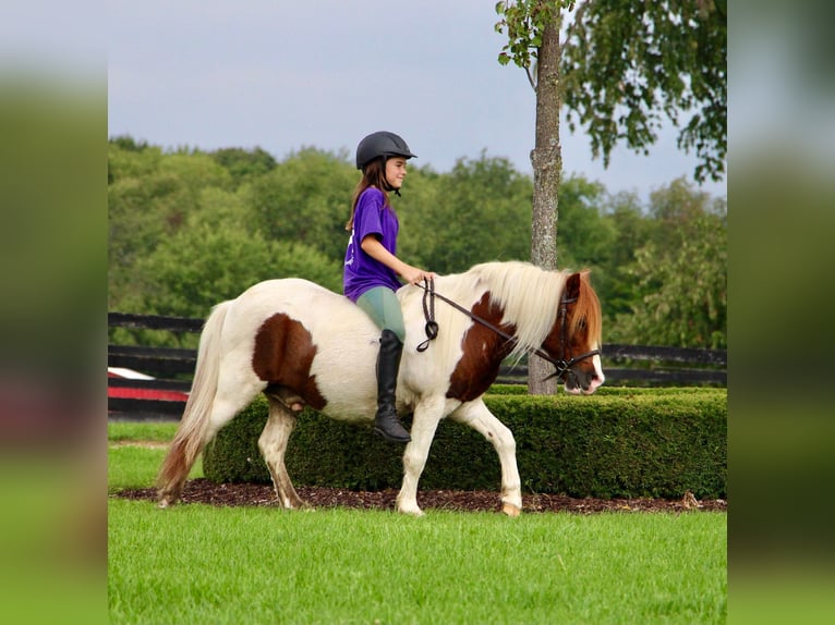 Ponis Shetland Caballo castrado 12 años 122 cm Alazán-tostado in Highland MI