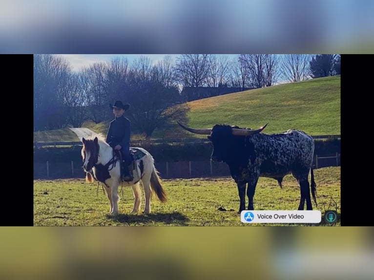 Ponis Shetland Caballo castrado 12 años 122 cm Alazán-tostado in Highland MI