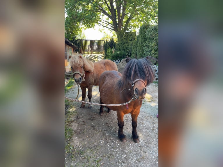 Ponis Shetland Caballo castrado 12 años 80 cm Castaño in Droyßig