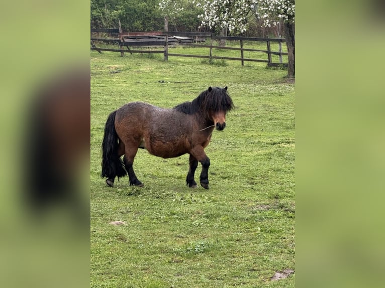 Ponis Shetland Caballo castrado 12 años 80 cm Castaño in Droyßig