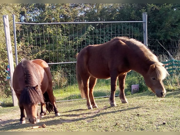 Ponis Shetland Caballo castrado 12 años 80 cm Castaño in Droyßig