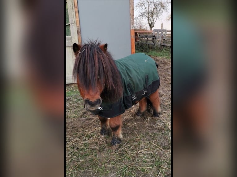 Ponis Shetland Caballo castrado 12 años 80 cm Castaño in Droyßig