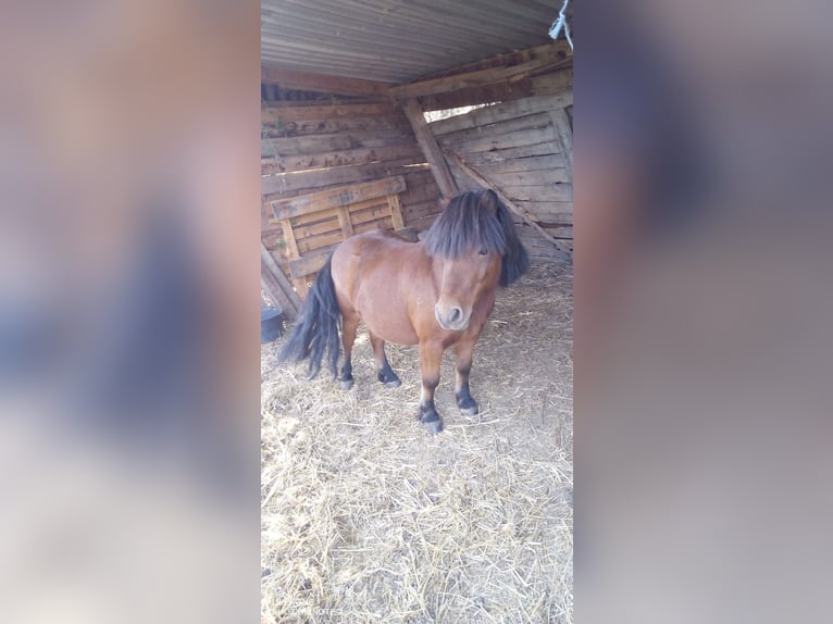 Ponis Shetland Caballo castrado 12 años 80 cm Castaño in Droyßig