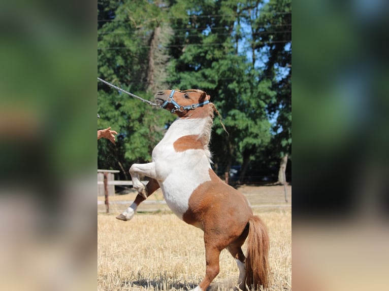 Ponis Shetland Caballo castrado 12 años 90 cm Pío in Rees