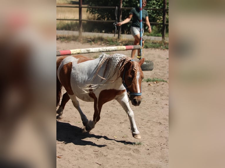 Ponis Shetland Caballo castrado 12 años 90 cm Pío in Rees