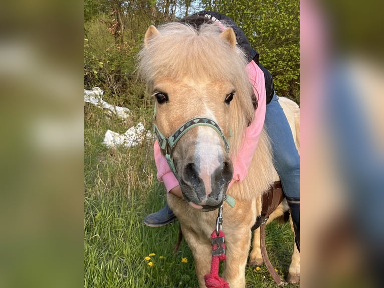 Ponis Shetland Caballo castrado 12 años 95 cm Pío in Ursensollen