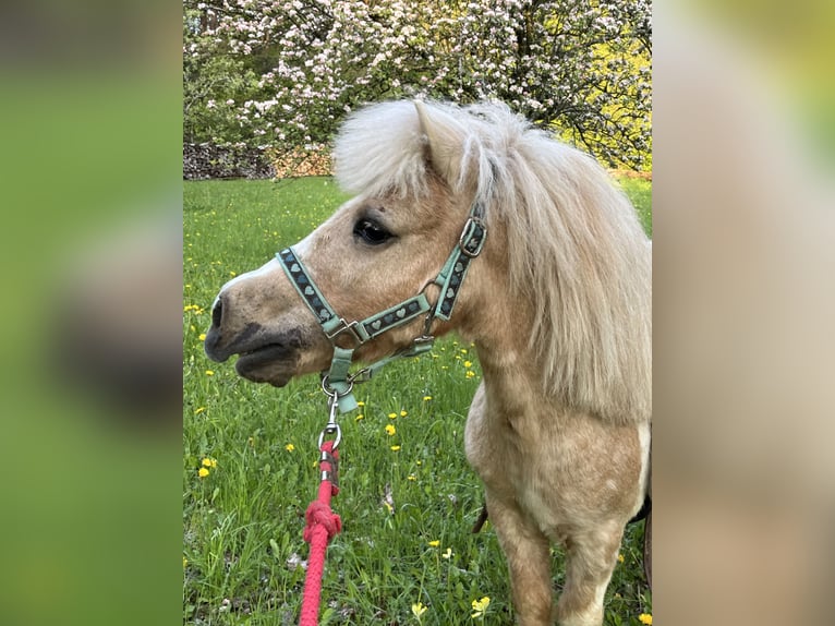 Ponis Shetland Caballo castrado 12 años 95 cm Pío in Ursensollen
