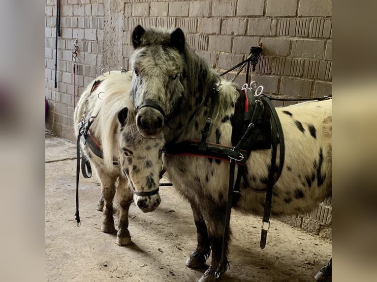 Ponis Shetland Caballo castrado 12 años 96 cm Atigrado/Moteado in Ober Olm