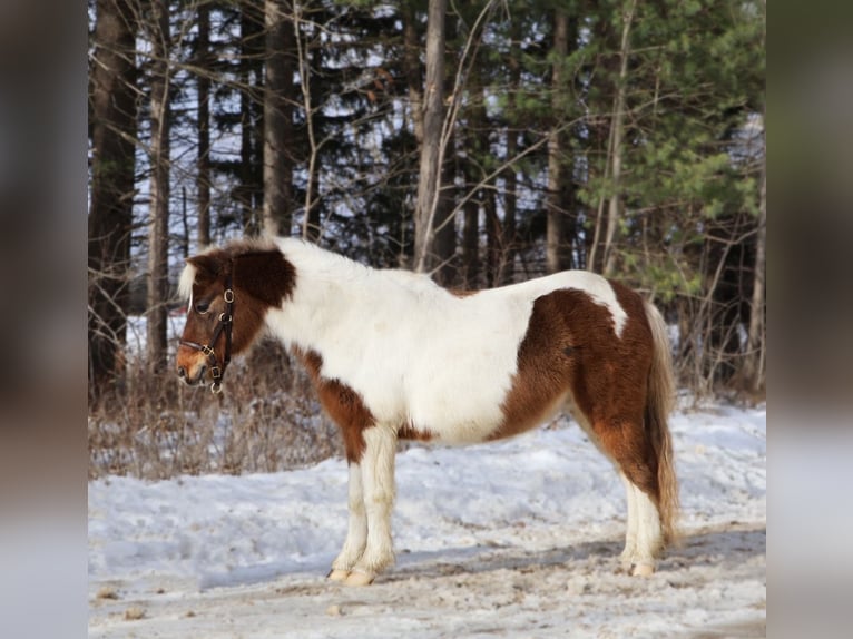 Ponis Shetland Caballo castrado 13 años 102 cm Pío in Howell
