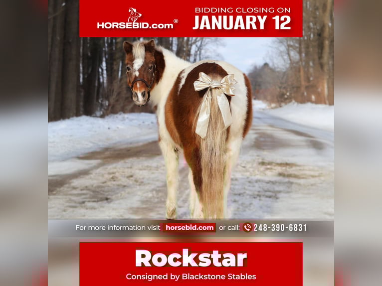 Ponis Shetland Caballo castrado 13 años 102 cm Pío in Howell