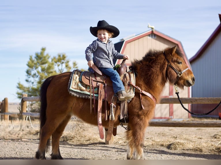 Ponis Shetland Mestizo Caballo castrado 13 años 109 cm Castaño rojizo in Fort Collins