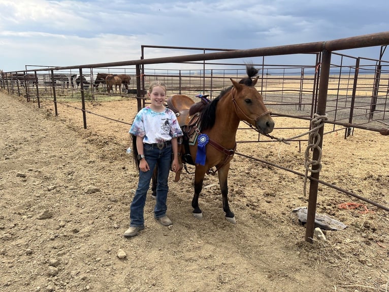 Ponis Shetland Mestizo Caballo castrado 13 años 109 cm Castaño rojizo in Fort Collins