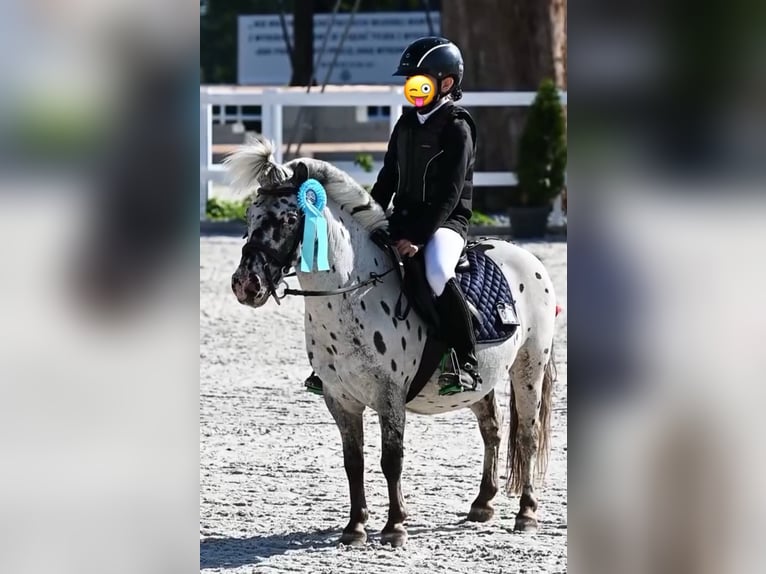 Ponis Shetland Caballo castrado 13 años 110 cm Atigrado/Moteado in Garby