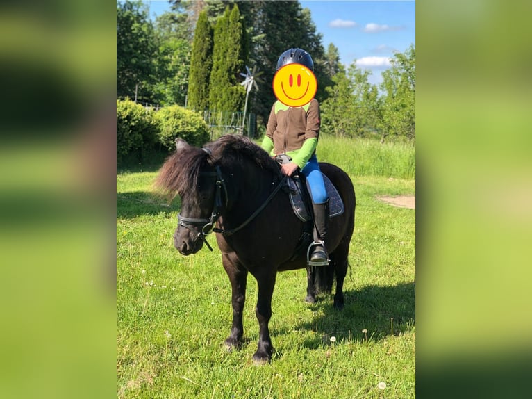 Ponis Shetland Caballo castrado 13 años 110 cm Negro in Boppard Ponis Shetland Caballo castrado 13 años 110 cm Negro in Boppard