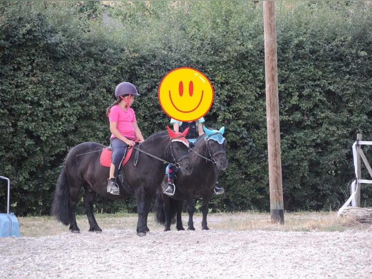 Ponis Shetland Caballo castrado 13 años 110 cm Negro in Boppard Ponis Shetland Caballo castrado 13 años 110 cm Negro in Boppard