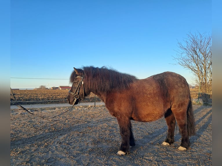 Ponis Shetland Caballo castrado 13 años 110 cm Negro in Oberostendorf