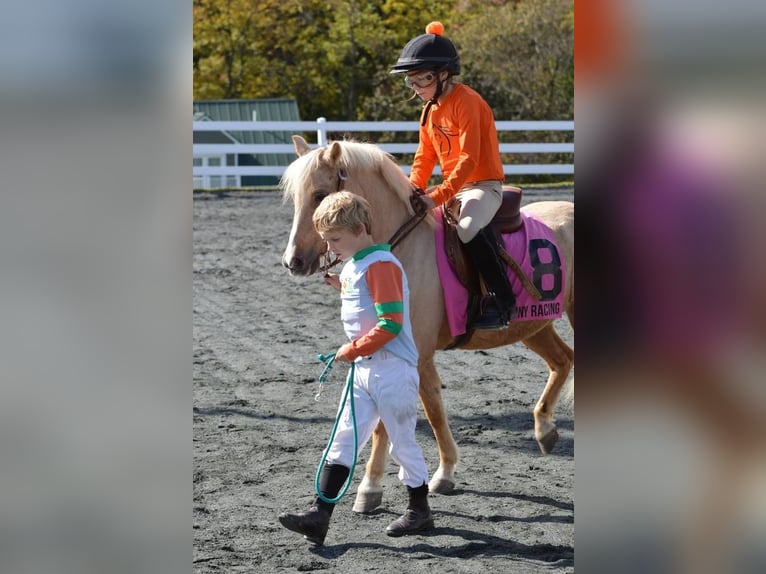 Ponis Shetland Caballo castrado 13 años 114 cm Palomino in Lebanon