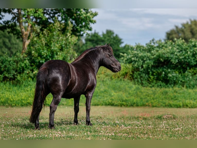 Ponis Shetland Caballo castrado 13 años 118 cm Negro in Rendsburg