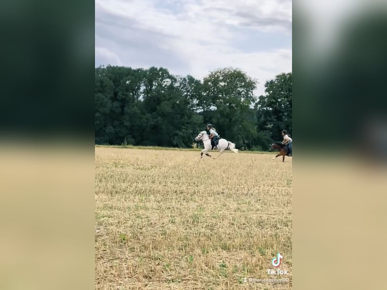Ponis Shetland Caballo castrado 14 años 103 cm Tordo in Mettingen