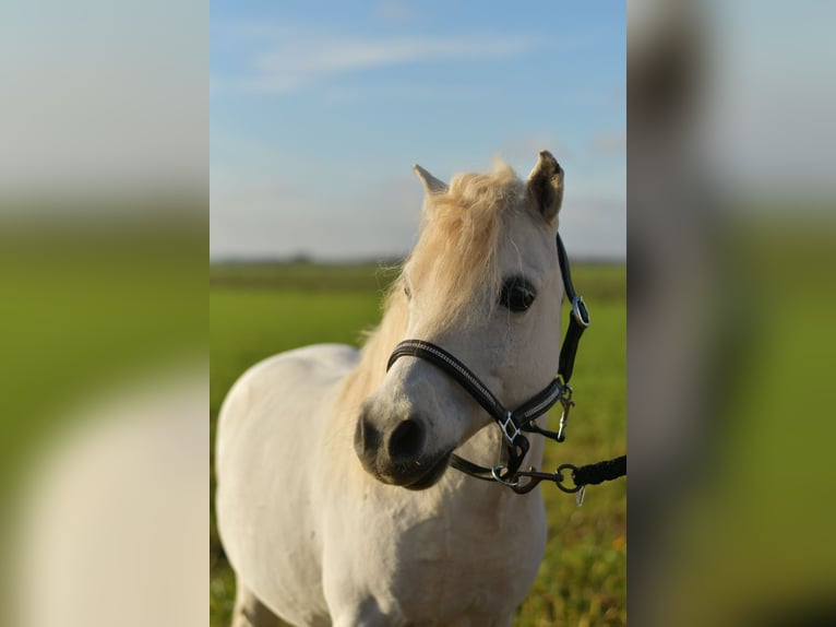 Ponis Shetland Caballo castrado 14 años 105 cm Tordo in Geilenkirchen