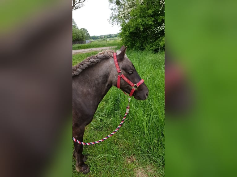 Ponis Shetland Mestizo Caballo castrado 14 años 110 cm  in Großbeeren