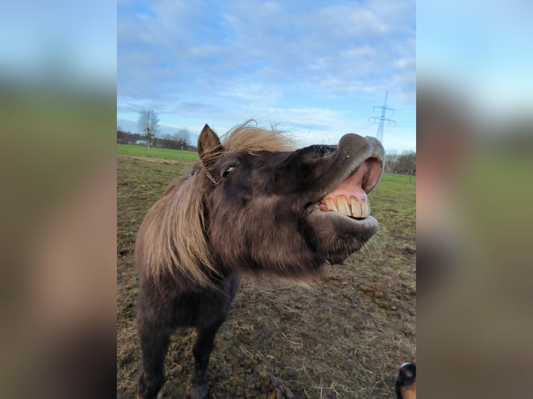 Ponis Shetland Mestizo Caballo castrado 14 años 110 cm  in Großbeeren