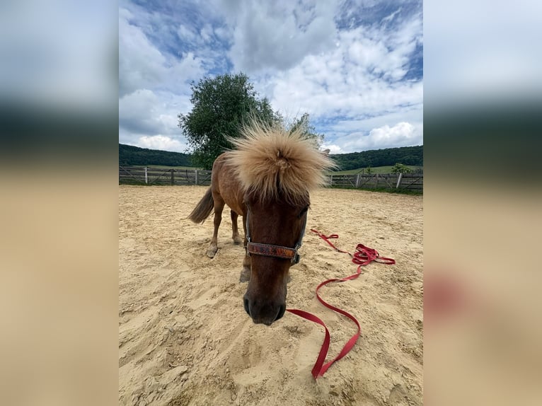 Ponis Shetland Mestizo Caballo castrado 14 años 112 cm Alazán in Jena