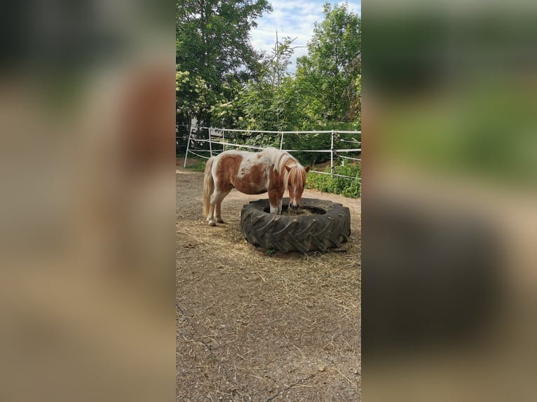 Ponis Shetland Caballo castrado 14 años 115 cm Alazán in Weißenohe