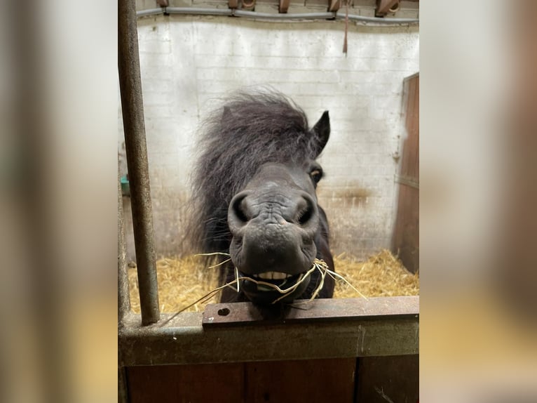 Ponis Shetland Mestizo Caballo castrado 14 años 115 cm Negro in Dortmund