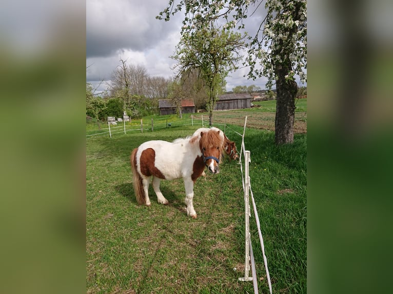 Ponis Shetland Caballo castrado 14 años 94 cm Pío in Ohrenbach