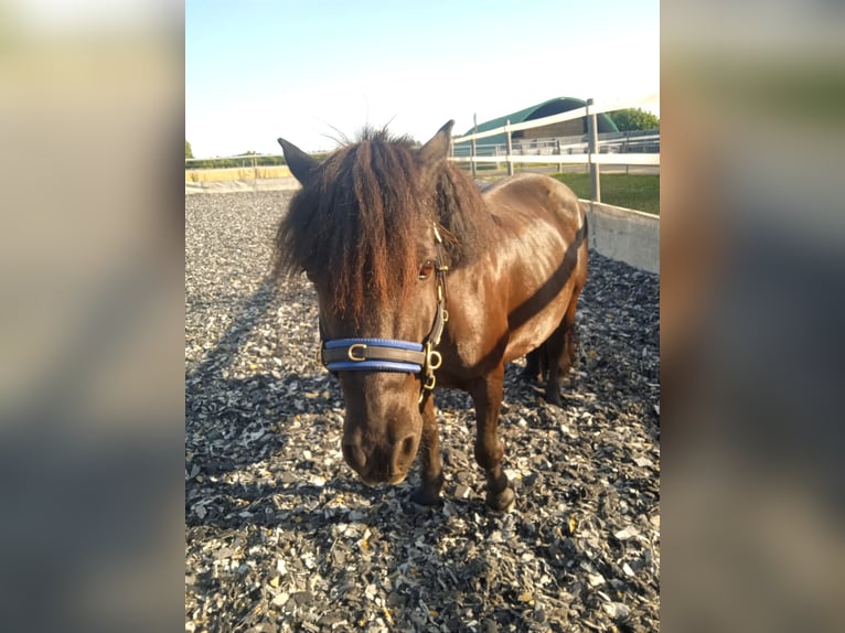 Ponis Shetland Caballo castrado 15 años 108 cm Morcillo in Mertingen