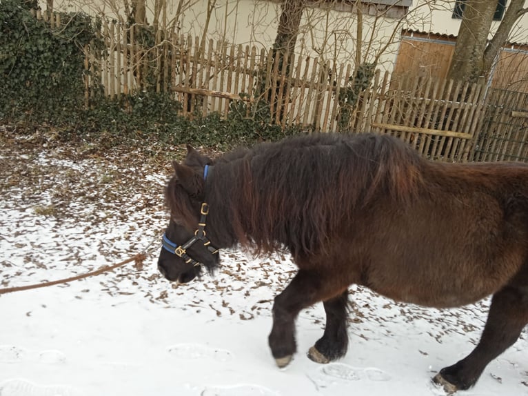 Ponis Shetland Caballo castrado 15 años 108 cm Morcillo in Mertingen