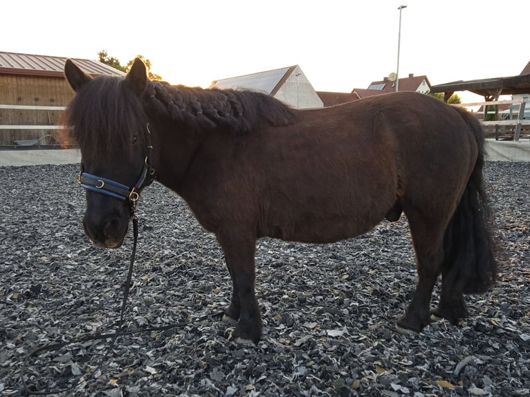 Ponis Shetland Caballo castrado 15 años 108 cm Morcillo in Mertingen