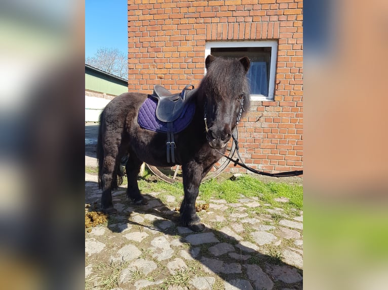 Ponis Shetland Caballo castrado 15 años 110 cm Negro in Rümpel