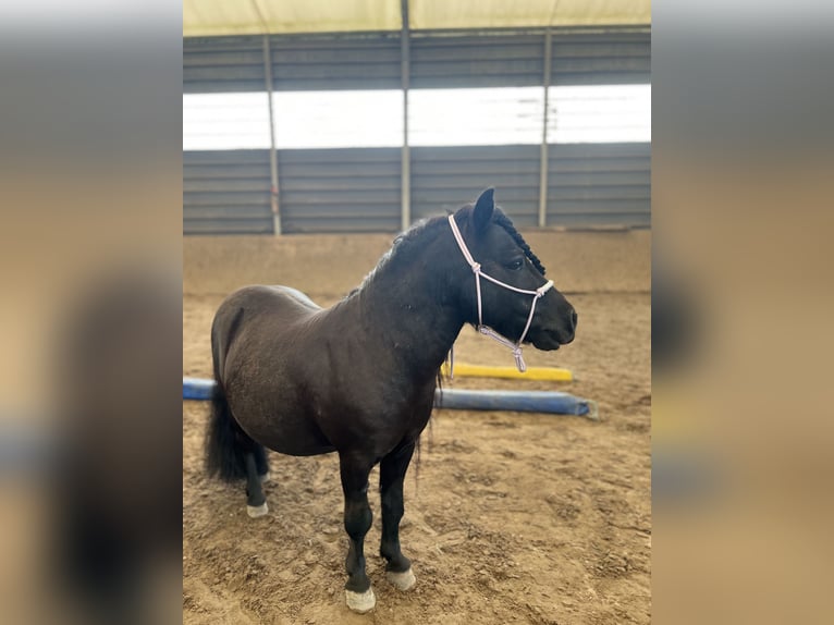 Ponis Shetland Caballo castrado 15 años 85 cm Negro in Ahrensfelde