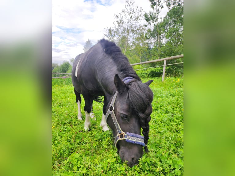 Ponis Shetland Caballo castrado 15 años in Selzthal