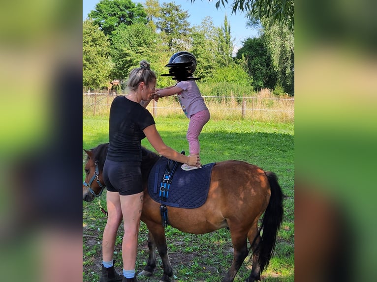 Ponis Shetland Mestizo Caballo castrado 16 años 105 cm Castaño in Neuenkirchen