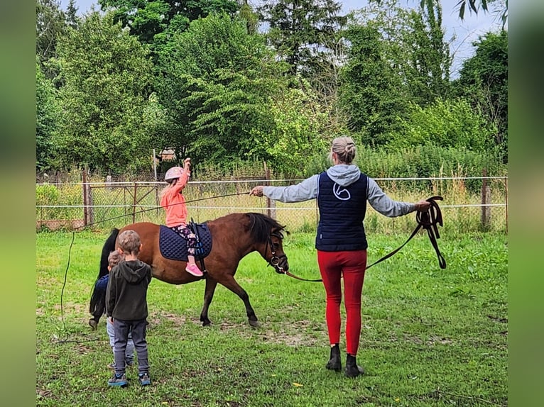 Ponis Shetland Mestizo Caballo castrado 16 años 105 cm Castaño in Neuenkirchen