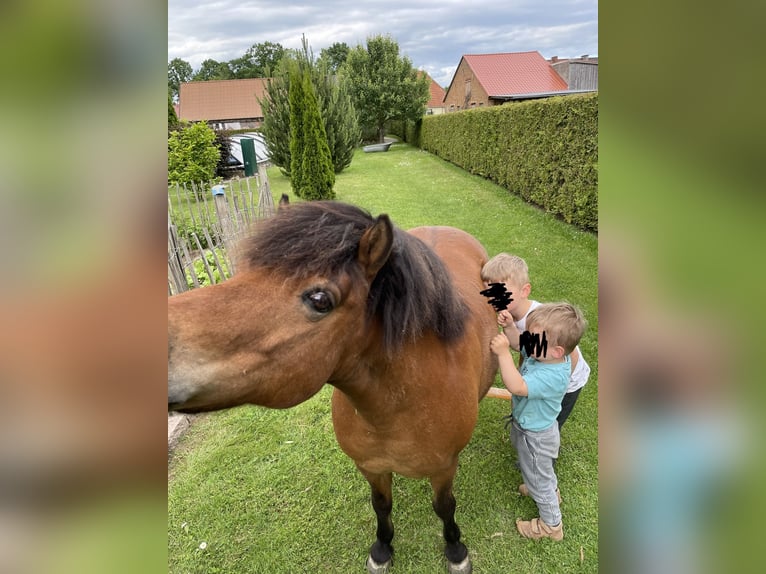 Ponis Shetland Mestizo Caballo castrado 16 años 105 cm Castaño in Neuenkirchen