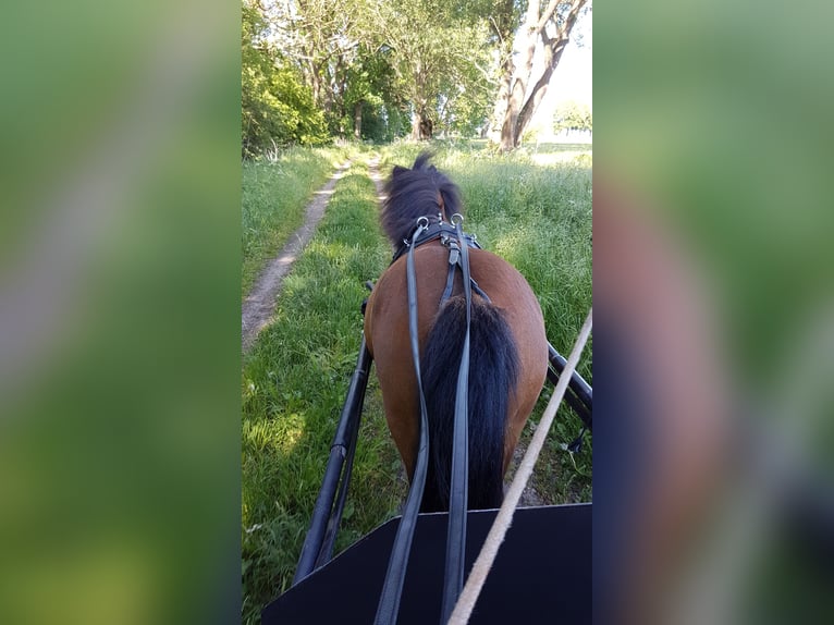 Ponis Shetland Mestizo Caballo castrado 16 años 105 cm Castaño in Neuenkirchen