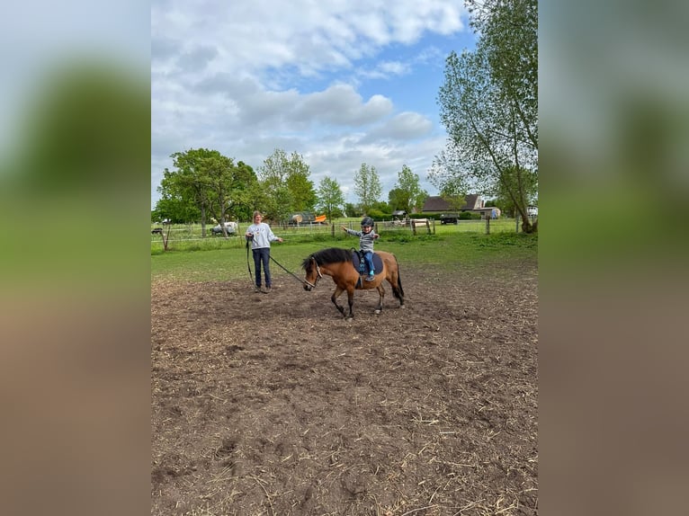 Ponis Shetland Mestizo Caballo castrado 16 años 105 cm Castaño in Neuenkirchen