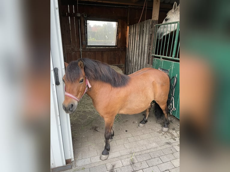 Ponis Shetland Mestizo Caballo castrado 16 años 105 cm Castaño in Neuenkirchen