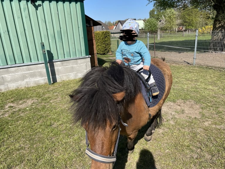 Ponis Shetland Mestizo Caballo castrado 16 años 105 cm Castaño in Neuenkirchen