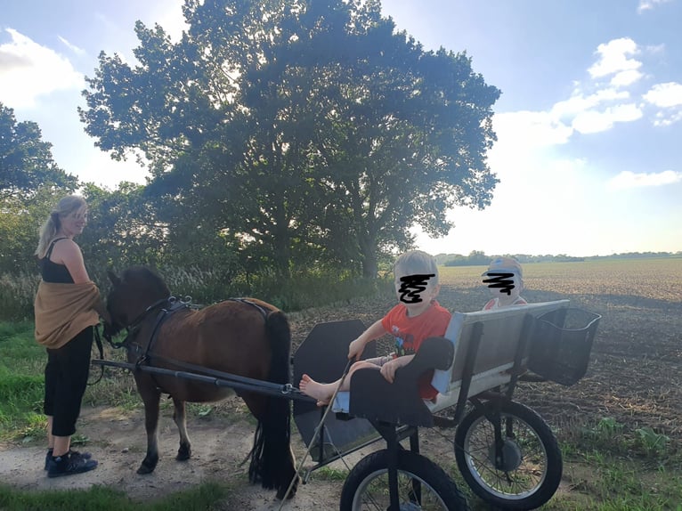 Ponis Shetland Mestizo Caballo castrado 16 años 105 cm Castaño in Neuenkirchen