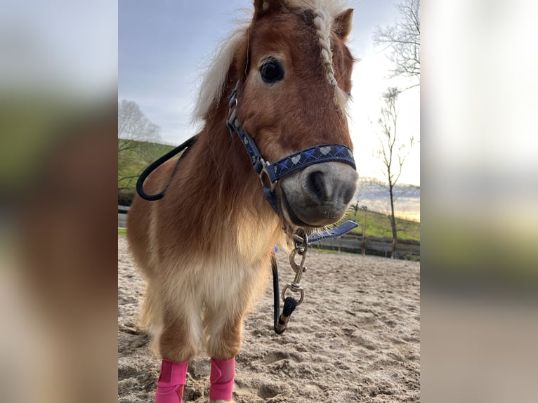 Ponis Shetland Caballo castrado 16 años 90 cm Alazán in Renchen-Ulm