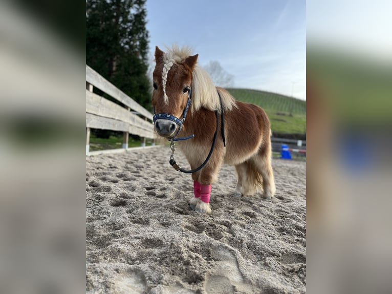 Ponis Shetland Caballo castrado 16 años 90 cm Alazán in Renchen-Ulm