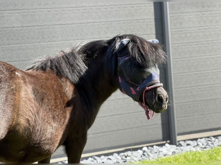 Ponis Shetland Caballo castrado 16 años 92 cm in Bad Salzuflen