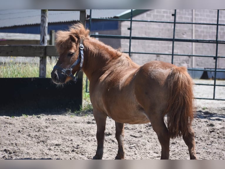 Ponis Shetland Caballo castrado 16 años Alazán in Achtmaal
