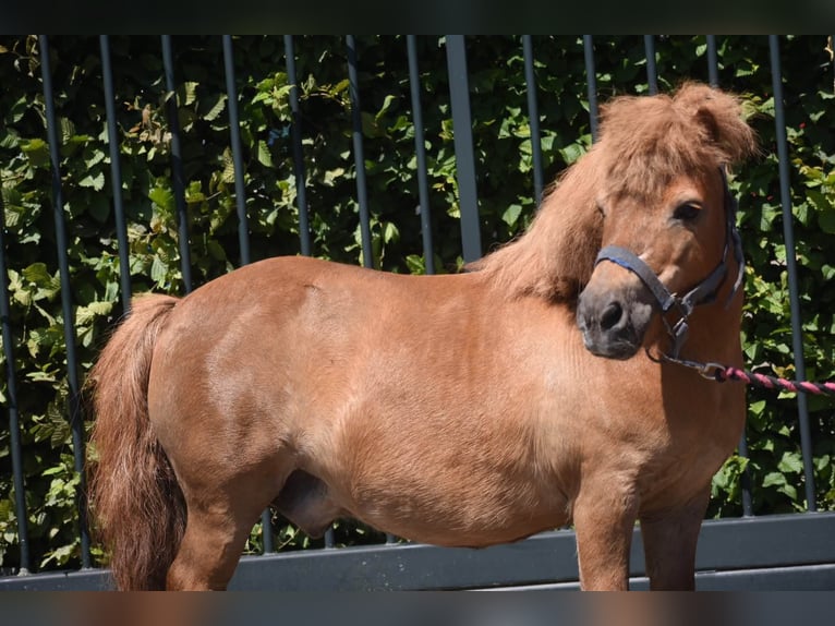 Ponis Shetland Caballo castrado 16 años Alazán in Achtmaal