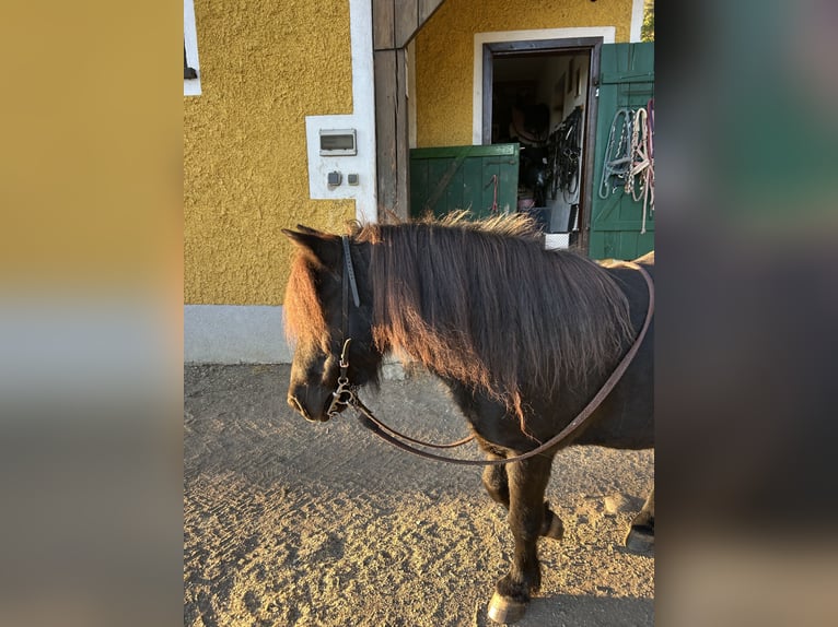 Ponis Shetland Caballo castrado 17 años 111 cm Negro in Gratwein-Straßengel